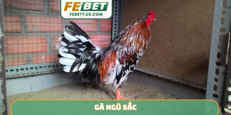 Gà ngũ sắc